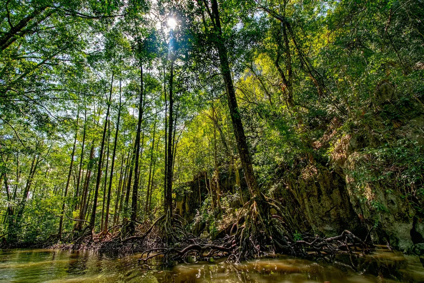 Mangrove forest in Palawan, Philippines